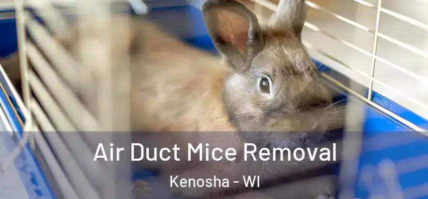  Air Duct Mice Removal Kenosha - WI